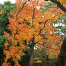 紅葉＠昭和記念公園
