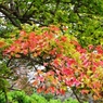 紅葉＠昭和記念公園