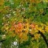 紅葉＠昭和記念公園