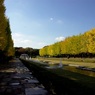 銀杏＠昭和記念公園