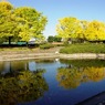銀杏＠昭和記念公園