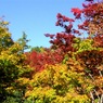 紅葉＠昭和記念公園
