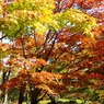 紅葉＠昭和記念公園
