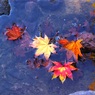 紅葉＠昭和記念公園