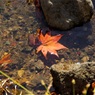 紅葉＠昭和記念公園