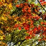 紅葉＠昭和記念公園