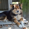 番犬
