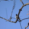 野鳥を探して　シジュウカラ　Ⅲ