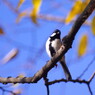 野鳥を探して　シジュウカラ　Ⅳ