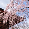 枝垂桜
