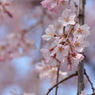 枝垂桜