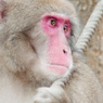 monkey-201511-34
