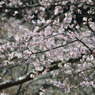 2010桜開花