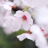 桜日和　vol.1