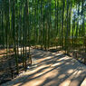 竹林の影