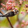 野鳥を探して　コゲラ　Ⅱ