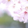 桜日和　vol.2