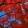 秋空に紅葉