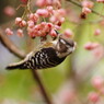 野鳥を探して　コゲラ　Ⅳ