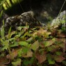 茂