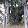 シイノキの幹