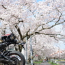バイクと桜