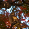 鳩と紅葉