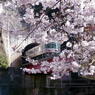 桜電車