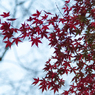 石神井公園