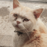 猫　おまけ