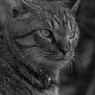 猫　その３
