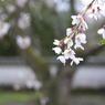 家康公の枝垂れ桜