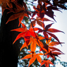 紅葉成分補充