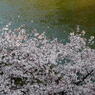 桜波木