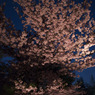 のびる桜