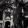 木々と共に暮らす