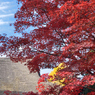 平林寺の茅葺き紅葉