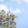 葉桜と空