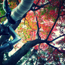 紅葉