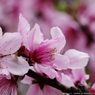 ２０１５年の桜