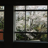 桜～学校の玄関より