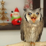 クリスマスなんて、大っ嫌いだー！