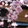 しだれ桜