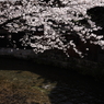 白川の桜
