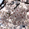 満開２