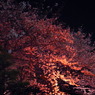 Pinky blossom