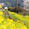 線路のある風景～菜の花に囲まれて～