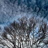 うろこ雲三題の１：ふと見上げれば（写真句）