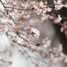 sakura time