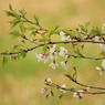 sakura pure